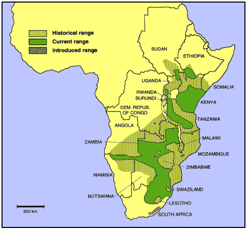 Zebras In Africa Map Zebras In Africa Map